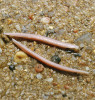 Kopinatec plžovitý (Branchiostoma lanceolatum) je jedním asi z 30 druhů kopinatců, kteří žijí v mořích tropického, subtropického a mírného pásu. Foto V. Motyčka 