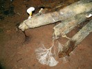 Zbytky dřeva v Ardovské jeskyni (Slovenský kras) poskytují dostatek živin pro růst zástupců stopkovýtrusných hub (Basidiomycota). Foto A. Nováková