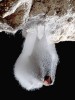Mortierella humilis na mrtvém netopýrovi ve Sloupsko-šošůvských  jeskyních. Foto P. Zajíček