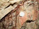 Kolonie Beauveria bassiana na stěně Sloupsko-šošůvských jeskyní. Foto A. Nováková
