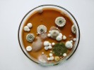 Petriho miska s koloniemi mikroskopických hub z jeskynního sedimentu. Foto A. Nováková