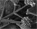 Povrchová struktura sporangioforů druhu Dimargaris bacillispora na snímku z elektronového mikroskopu. Foto A. Nováková