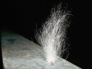 Kolonie Phycomyces nitens na netopýří dropince na zábradlí v Gombasecké jeskyni, Slovensko. Foto A. Nováková