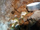 Kolonie kropidláku Aspergillus  thesauricus na zbytcích vosku v jeskyni  Cueva del Tesoro, Španělsko. Foto A. Nováková