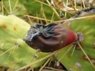 Alternariová skvrnitost plodů opuncie Dille­niovy (Opuntia dillenii). Jihozápad Tenerife, Kanárské ostrovy. Foto M. Sedlářová