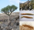 Vlevo mladá rostlina kleinie olenadrolisté (Kleinia neriifolia), vpravo nahoře rostliny na Roque Nublo (Gran Canaria) napadené rzí Coleosporium tussilaginis, uprostřed silné napadení listů, dole detail uredia. Foto M. Sedlářová