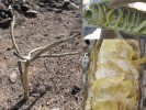 Vadnutí Kleinia neriifolia (A) usychající rostlina, (B) rez větví, (C) detail bílého vatovitého mycelia Verticillium sp. na žebrech uschlé větve. Jihozápad Tenerife. Foto M. Sedlářová