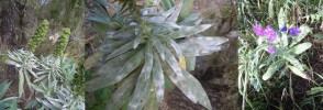 Infekce padlí Golovinomyces cynoglossi na endemitu ostrova La Gomera (zde v NP Garajonay) hadinci ostnatoplodém (Echium acanthocarpum) – vlevo typická plodenství, uprostřed detail mycelia na listech; vpravo pustule padlí ze sekce Pseudoidium na hadinci jitrocelovitém (E. plantagineum). Foto M. Sedlářová