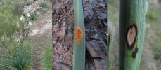 Asfodel drobnoplodý (Asphodelus aestivus), uprostřed listy napadené rzí Puccinia asphodeli, vpravo skvrnitost květních stvolů s černými zanořenými plodnicemi - pyknidami Gloeosporium asphodeli. Tenerife. Foto M. Sedlářová