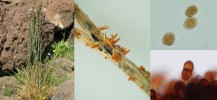 Asfodel tenkolistý (A. tenuifolius) s ložiskami spor rzi Uromyces salsolae – oranžové jarní (aecia) a hnědé zimní (telia), detail aeciospor a teliospor vpravo. Jandía, Fuerteventura. Foto M. Sedlářová
