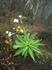 Mléč bezlodyžný (Sonchus acaulis) roste brzy po požáru vřesovcového lesa. Severozápad Tenerife. Foto M. Sedlářová