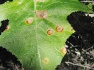 Mléč bezlodyžný (Sonchus acaulis), detail listu – pohlavní plodnice rzi Miyagia pseudosphaeria a antokyanový lem v okolním pletivu. Severozápad Tenerife. Foto M. Sedlářová