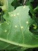 Mléč bezlodyžný (Sonchus acaulis), detail listu – aecia rzi Miyagia pseudosphaeria. Severozápad Tenerife. Foto M. Sedlářová