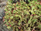 Keřovitý porost opuncie Dille­niovy (Opuntia dillenii). Jihozápad Tenerife, Kanárské ostrovy. Foto M. Sedlářová