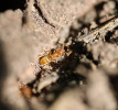 Mravenec žlutý (Lasius flavus). Foto P. Pech