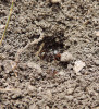 Mravenec zrnojed (Messor structor). Foto P. Pech