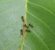 Ukázka negativního vlivu mravenců na rostliny – m. čtyřskvrnný (Dolichoderus quadripunctatus) pečuje o homopterní hmyz, živící se rostlinnými šťávami. Foto P. Pech 