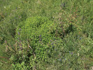 Staré (neosídlené) mraveniště pomalu zarůstající souvislou vegetací. Foto P. Kovář