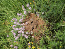 Hnízdo (obr. 16) a vstup do hnízda mravence toulavého (Camponotus vagus, 17) se světlomilnými rostlinami. Foto P. Kovář