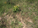 Semenáč jeřábu břeku (Sorbus torminalis) využil místo k uchycení na pastvině disturbované jak domácími zvířaty, tak prací mravenců se zeminou na konstrukci hnízd. Foto P. Kovář
