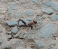 Mravenci ovlivňují rostlinná společenstva také nepřímo, např. redistribucí živin. Dělnice rodu Formica nese mrtvou žížalu. Foto P. Pech