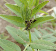 Ukázka pozitivního vlivu mravenců na rostliny – mravenec obecný (Lasius niger) na vikvi plotní (Vicia sepium) s extraflorálními nektárii. Přítomnost mravenců zajišťuje ochranu před herbivory. Foto P. Pech