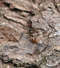 Mravenec otročící (Formica fusca). Foto P. Pech