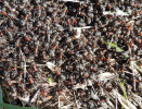 Mravenci trávní (F. pratensis) vyhřívající se na hnízdě. Foto P. Pech