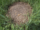 Plodnice hub vyrostlé po deštích v mraveništi jednoho z druhů rodu Formica, bohatém na organický stavební materiál