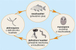 Životní cyklus rybomorek je typický střídáním obratlovčího a bezobratlého hostitele a dvou typů infekčních spor. Orig. P. Bartošová-Sojková