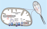 Schematické znázornění přerušené dráhy aerobní respirace v mitochondrii Henneguya salminicola v důsledku chybějících podjednotek cytochrom c oxidázy. Acetyl-CoA – acetylkoenzym A,  ATP – adenosintrifosfát, ADP – adenosindifosfát, CI až CV – podjednotky I–V dýchacího řetězce, PDH – pyruvát dehydrogenáza, Q – koenzym Q neboli ubichinon, TCA – cyklus trikarboxylových kyselin, tedy Krebsův cyklus.  Upraveno podle: D. Yahalomi a kol. (2020). Orig. I. Fiala