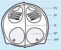 Struktura infekční spory rybomorek – myxospory. Spora je složená ze dvou (u některých druhů i z více) chlopní,  které k sobě přiléhají v místě suturální linie (SL). Uvnitř spory se nacházejí  většinou dva (výjimečně jeden nebo více než dva) pólové váčky (PV) se spirálně stočeným pólovým vláknem neboli  pólovým filamentem (PF) a infekční zárodek – sporoplazma (SP) s jádrem (JSP; jedna dvoujaderná nebo větší  počet jednojaderných). Po kontaktu s hostitelem se na jeho povrch spora  přichytí pomocí vystřelených pólových vláken a uvolněná sporoplazma  pronikne do těla hostitele, kde započne komplikovaný vývoj končící vznikem druhého typu spory. Orig. P. Bartošová-Sojková