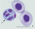 Presporogonická vývojová stadia rybomorky Sphaerospora molnari (šipky) v kapru obecném (Cyprinus carpio). Krevní stadium – Diff-Quick barvení (varianta Romanovského barvení, které se používá k odlišení buněk při mikroskopickém vyšetření krevních a cytopatologických nátěrů). Primární buňka uvnitř obsahuje buňky sekundární. Měřítko odpovídá 10 μm. Foto A. S. Holzer 