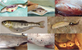 Makroskopické změny (označené hvězdičkou) na těle ryb (A–G) a obojživelníků (H) napadených rybomorkami. A – proliferativní onemocnění ledvin s jejich charakteristickým zduřením u pstruha duhového způsobené druhem Tetracapsuloides bryosalmonae,  B – zduřelá varlata a ascites (nahromadění tekutiny) v břišní dutině mořčáka evropského (Dicentrarchus labrax) napadeného druhem Sphaerospora testicularis,  C – zánět plynového měchýře kapra obecného způsobený druhem S. dykovae,  D a F – zduření břicha a análního otvoru pstruha duhového infikovaného  Ceratonova shasta,  E – vrtohlavost pstruhů (blíže v textu) s typickým zčernáním ocasu pstruha du-hového postiženého rybomorkou pstruží, G – kožní léze na břiše pstruha duhového napadeného Myxobolus squamalis,  H – cysty M. fallax ve varlatech rosnice běloreté. Foto P. Bartošová-Sojková  (A, B, F), A. S. Holzer (C), S. D. Atkinson (D, E, G) a I. Fiala (H) 