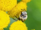 Hedvábnice (rod Colletes) jsou drobné samotářské včely hnízdící v zemi.  Vyhledávají často květy jen několika málo druhů rostlin. Foto D. Hauck