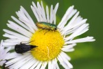 Krasci rodu Anthaxia (na snímku ohrožený druh A. fulgurans) a hrotaři (Mordellidae) jsou častými návštěvníky kvetoucích rostlin z řad brouků. Foto D. Hauck