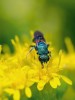 Zlatěnky (Chrysidae) jsou nápadně zbarvení, kovově lesklí zástupci blanokřídlých, jejichž potomstvo se vyvíjí v hnízdech samotářských včel a vos.  Přestože se dospělci živí na květech,  není snadné je v přírodě pozorovat  kvůli jejich drobné velikosti a rychlým přeletům. Foto D. Hauck