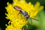 Ruděnky (rod Sphecodes) bývají nápadné červené včely, které lze na  květech pozorovat po většinu sezony. Foto D. Hauck