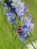 Pestrokrovečníka včelového  (Trichodes apiarius) lze v teplejších oblastech běžně sledovat na květech,  kde se nejen živí pylem, ale i loví.  Jeho larvy parazitují v hnízdech včel. Foto D. Hauck