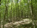 Hustý les, v němž probíhal  popisovaný výzkum. Větší zastínění oproti otevřeným pasekám je patrné.  Foto D. Hauck