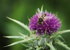 Dospělci pestřenky trubcové (Eristalis tenax) jsou taktéž významnými migranty. Larvy se vyvíjejí v eutrofizovaných vodách, bahně či mrvě, což je pro migrující pestřenky neobvyklé. Foto J. Hadrava