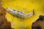 Larva pestřenky z podčeledi Syrphinae lovící mšici. Tyto larvy se začínají využívat jako biologická ochrana ve sklenících v Severní Americe a nově i ve Španělsku. Foto P. Šípek