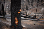 Několik týdnů po požáru začaly na ohořelých smrkových pahýlech vyrážet plodnice dřevokazných hub. Ve dřevě kůrovcem napadených stromů bylo  podhoubí přítomno už před požárem. České Švýcarsko. Foto P. Pokorný