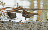 Chřástal vodní (Rallus aquaticus) – běžný druh litorálních porostů,  jehož ale spíše uslyšíme, než uvidíme. Foto J. Ševčík