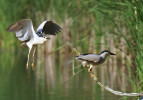 Kvakoš noční (Nycticorax nycticorax) v současnosti na Nadějské soustavě sice již nehnízdí, pravidelně zde ale loví. Foto J. Ševčík