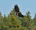 Orel mořský (Haliaeetus albicilla) je skutečným symbolem Třeboňska,  mimo jiné proto, že poprvé znovu u nás  zahnízdil právě v této oblasti. Foto J. Ševčík