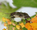 Kněžice mramorovaná (Halyomorpha halys, na obr. nymfa) je vskutku nevybíravá a napadá více než sto druhů rostlin. Foto Š. Zeman