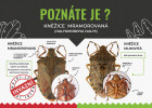 Příručka k identifikaci kněžice mramorované (Halyomorpha halys). Orig. platforma NAJDI.JE, blíže na: https://www.najdije.cz/pf/knezice-mramorovana/