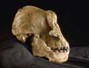 Rekonstrukce lebky robustního (megadontního) australopitéka druhu Australopithecus boisei (OH5 – Olduvai Hominid 5). Jeho přílišná specializace, zejména v oblasti chrupu a čelistního aparátu, ho zřejmě vyloučila z evoluční linie směřující k člověku. Foto M. Frouz
