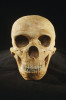 Rekonstrukce klasické lebky západoevropského neandertálce (Homo neanderthalensis). Také tento druh jako takový byl odsouzen k zániku, ale v tomto případě zjišťuje genetika neandertálské sekvence i v genomu naší současné populace. Foto M. Frouz